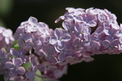 Lilas